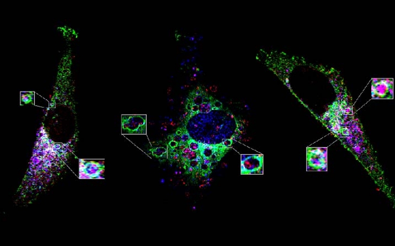 Workshop: Citometría de Tejido